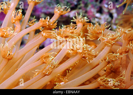 Pot de fleurs corail (Goniopora spec.), colony Banque D'Images