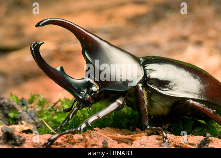 Du scarabée rhinocéros siamois, les combats (Xylotrupes gideon), homme, close-up view Banque D'Images