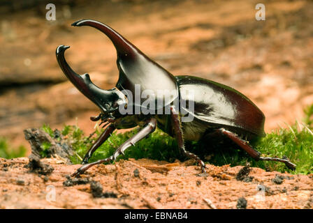 Du scarabée rhinocéros siamois, les combats (Xylotrupes gideon), homme, close-up view Banque D'Images