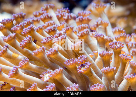 Pot de fleurs corail (Goniopora spec.), macro shot Banque D'Images