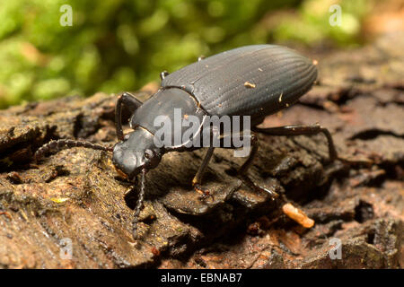 Kingworm, Superworm, Darkling Beetle (Zophobas morio), macro shot Banque D'Images