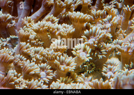 Pot de fleurs corail (Goniopora spec.), macro shot Banque D'Images