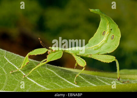 Leaf-Insect, insectes foliaires (Phyllium celebicum), sur une feuille Banque D'Images