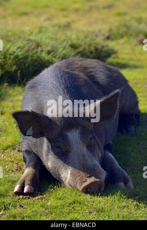 Porc domestique (Sus scrofa domestica). f, couché fatigué dans un pré, France, Corse Banque D'Images