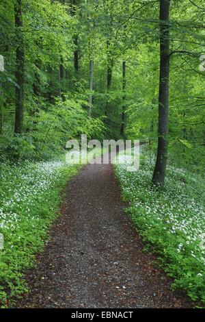 Ramsons, buckrams, ail sauvage, l'ail des bois, ail des ours, ail des bois, ail des ours (Allium ursinum), chemin forestier à travers forêt de hêtres avec bois floraison de l'ail, Suisse Banque D'Images