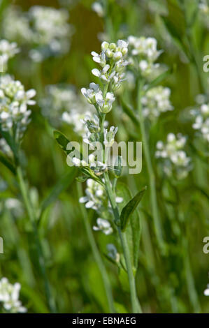 Le cresson alénois (Lepidium sativum), blooming Banque D'Images