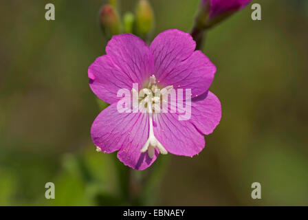 Fiddle-herbe, grand willow-herb (Epilobium hirsutum), fleur, Allemagne Banque D'Images