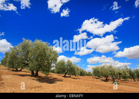 Olivier (Olea europaea ssp. sativa), olive tombe à l'A311 entre Andujar und JaÚn, Espagne, Andalousie, Jaen Banque D'Images