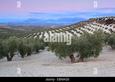 D'oliviers dans l'A311 entre Andujar und JaÚn, Espagne, Andalousie, Jaen Banque D'Images