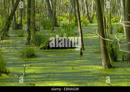 Marais de l'aulne, l'Allemagne, de Mecklembourg-Poméranie occidentale, Usedom, Ueckeritz Banque D'Images