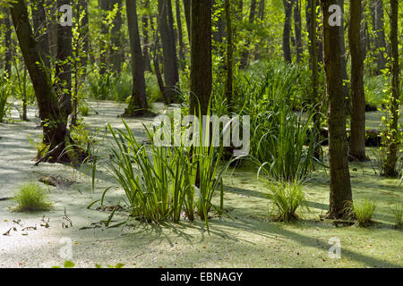 Marais de l'aulne, l'Allemagne, de Mecklembourg-Poméranie occidentale, Usedom, Ueckeritz Banque D'Images