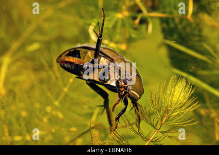 L'eau noire grand coléoptère, grand silver water beetle, grande terre, de l'eau plongée beetle (Hydrous piceus, Hydrochara piceus, natation femme Banque D'Images