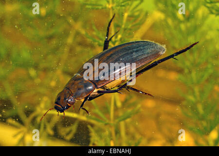 L'eau noire grand coléoptère, grand silver water beetle, grande terre, de l'eau plongée beetle (Hydrous piceus, Hydrochara piceus, femme, Allemagne Banque D'Images