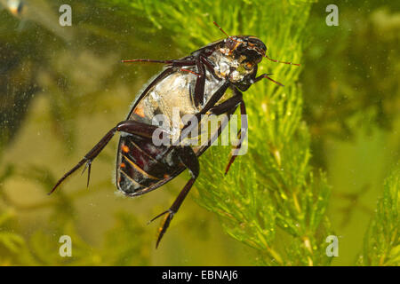 L'eau noire grand coléoptère, grand silver water beetle, grande terre, de l'eau plongée beetle (Hydrous piceus, Hydrochara piceus, femme formulaire ci-dessous, Allemagne Banque D'Images