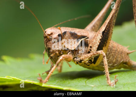 (Pholidoptera griseoaptera bushcricket sombre, Thamnotrizon cinereus), portrait, Allemagne Banque D'Images