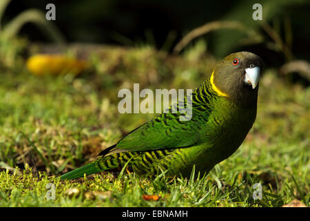 Apostrophe (Psittacella brehmii) parrot, assis à même le sol forestier, la Papouasie-Nouvelle-Guinée, l'ouest des Highlands, Kumul Lodge Banque D'Images