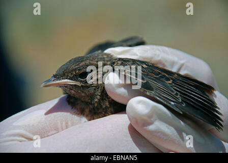 Chypre traquet motteux (Oenanthe cypriaca), à part entière, les jeunes fraîchement checkup, Chypre, Paphos Banque D'Images