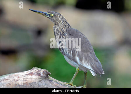 Héron vert, vert soutenu (Heron Butorides spinosa), debout sur une branche Banque D'Images