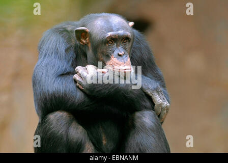 (Pan troglodytes chimpanzé commun), look d'enquête Banque D'Images