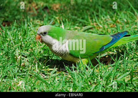 Perruche moine (Myiopsitta monachus), sur l'alimentation animale, Canaries, Fuerteventura Banque D'Images