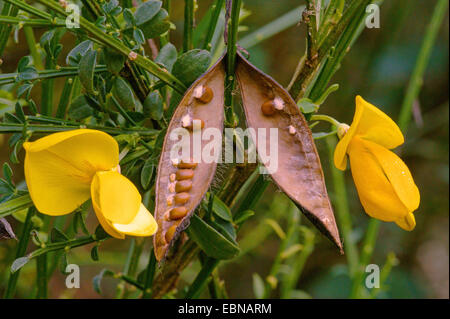 Le genêt à balai (Cytisus scoparius, Sarothamnus scoparius), avec fleurs et gousses ouvertes, Allemagne, Rhénanie du Nord-Westphalie Banque D'Images