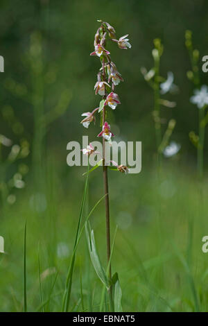 Marsh helleborine (Epipactis palustris), dans un pré en fleurs, Suisse Banque D'Images