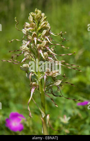 (Himantoglossum hircinum), inflorescence, Allemagne Banque D'Images