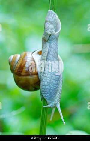 Escargot romain, les escargots, les escargots escargot, escargots, escargot, escargot apple vigne, vigne, vigne escargot snail (Helix pomatia), ramper vers le bas à une tige de la plante, de l'Allemagne, de Bavière, Oberbayern, Haute-Bavière Banque D'Images