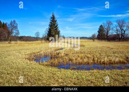 Murnauer Moos de tourbières bombées en hiver, Allemagne, Bavière, Oberbayern, Haute-Bavière Banque D'Images