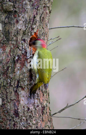 Pic Vert (Picus viridis), le choix d'un nid dans un tronc d'arbre Banque D'Images