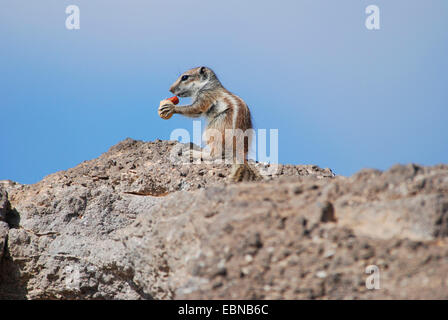 Spermophile de barbarie, de l'Afrique du Nord (Atlantoxerus getulus), se nourrissant d'un écrou, Canaries, Fuerteventura, Costa Calma Banque D'Images