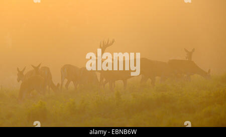 Red Deer (Cervus elaphus), le cerf impressionnant avec troupeau de Hinds dans lumière du soir avec brouillard, Danemark Banque D'Images