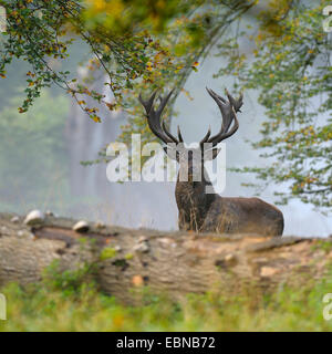 Red Deer (Cervus elaphus), d'impressionnants stag en automne forêt avec mist, Danemark Banque D'Images