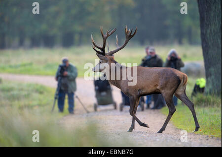 Red Deer (Cervus elaphus) stag, traverser un chemin forestier avec la nature des photographes à l'arrière-plan, le Danemark Banque D'Images