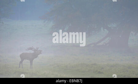 Red Deer (Cervus elaphus) stag impressionnant, debout dans un maedow avec un vieux chêne dans la lumière du soir avec brouillard, Danemark Banque D'Images