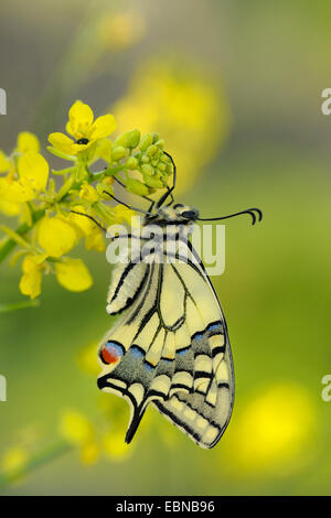 Papilio machaon), nouvellement éclot, Allemagne, Bade-wurtemberg papillon Banque D'Images