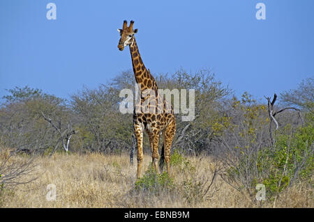Cape Girafe (Giraffa camelopardalis giraffa), debout dans la savane, Afrique du Sud, le Parc national Krueger Banque D'Images