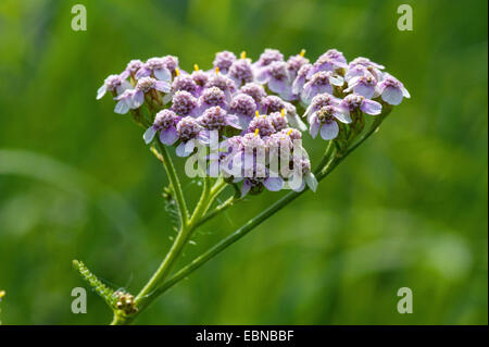 Achillée millefeuille, Achillea millefolium achillée (commune), l'inflorescence, Allemagne, Rhénanie du Nord-Westphalie Banque D'Images