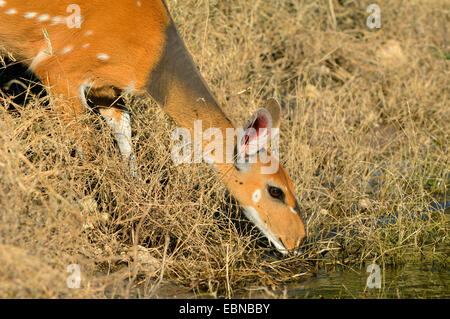 Bushbuck, harnachés Tragelaphus scriptus (antilope), femme de l'eau potable, Botswana, Chobe National Park Banque D'Images