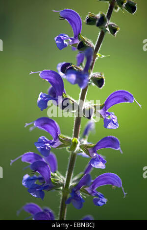 Meadow clary, meadow sauge (Salvia pratensis), fleurs en contre-jour, Allemagne Banque D'Images