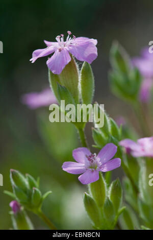 Saponaire cespiteuse (Saponaria caespitosa), fleurs Banque D'Images