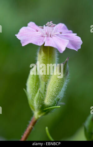 Saponaire cespiteuse (Saponaria caespitosa), fleur Banque D'Images