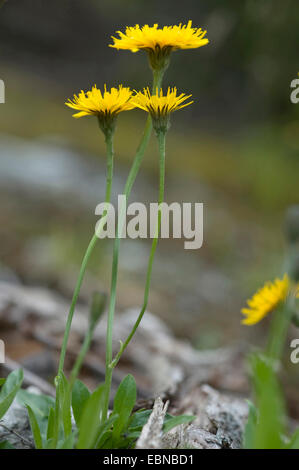 (Hawkbid Scorzoneroides suisse helvetica), blooming, Suisse Banque D'Images