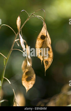 Lunaria rediviva pérennes (honnêteté), les fruits mûrs, Allemagne Banque D'Images