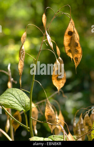 Lunaria rediviva pérennes (honnêteté), les fruits mûrs, Allemagne Banque D'Images