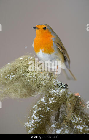 European robin (Erithacus rubecula aux abords), sur les épinettes twig avec barbe de lichen en hiver, l'Allemagne, Bade-Wurtemberg Banque D'Images