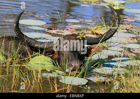 Buffle d'Asie, wild water buffalo, carabao (Bubalus bubalis, Bubalus arnee), baignade, homme, Sri Lanka, parc national de Yala Banque D'Images