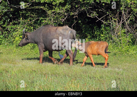 Buffle d'Asie, wild water buffalo, carabao (Bubalus bubalis, Bubalus arnee), avec mollet, Sri Lanka, parc national de Yala Banque D'Images