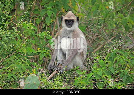 Entelle gris touffetée (Semnopithecus priam), assis sur un arbre, le Sri Lanka, le Parc National de Bundala Banque D'Images