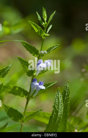 Scutellaire commune, marsh calotte, calotte, scutellaire (Scutellaria galericulata à capuchon), blooming, Allemagne Banque D'Images